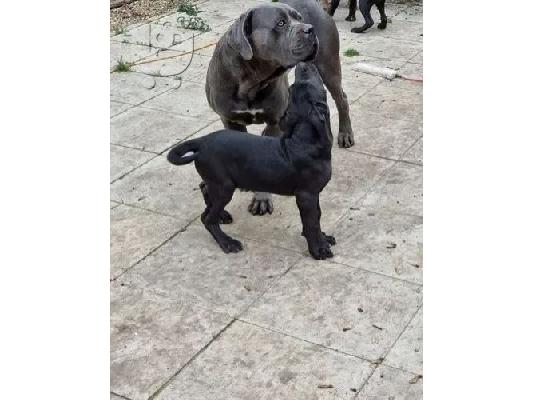 Κουτάβια Cane Corso